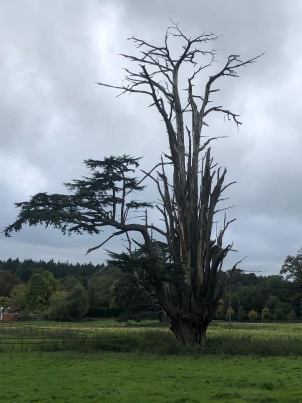 tree struck by lightening in Spearywell wood